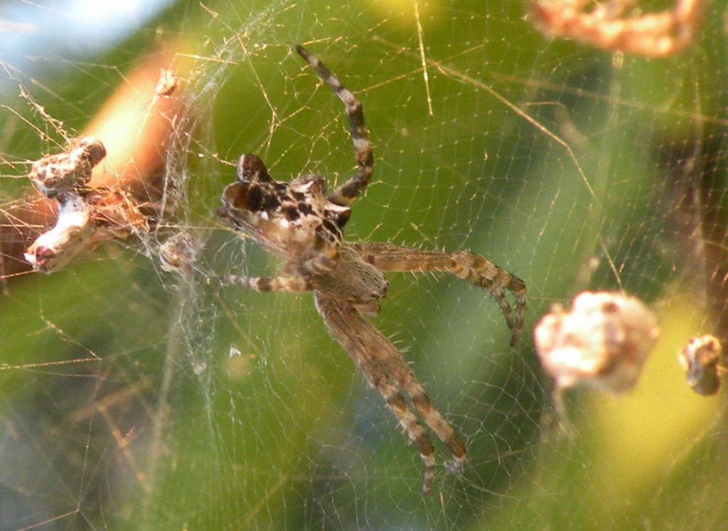 Cyrtophora citricola - Atene (Grecia)